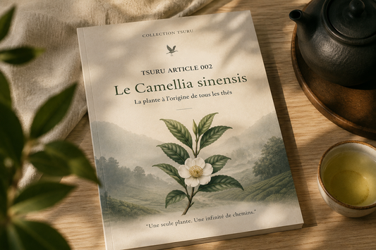 N°002 Le Camellia sinensis La plante à l'origine de tous les thés