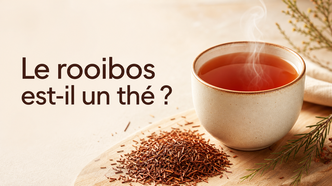 Le rooibos est-il un thé ? Origine, différences et préparation