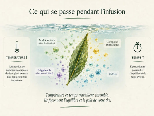 N°006 Température et temps d’infusion du thé : comment bien les régler ?