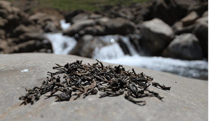 thé rare et grand cru usambara sur rocher avec fond nature